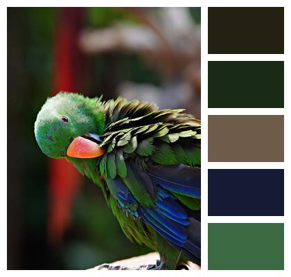 Green Parrot Animal Bird Image